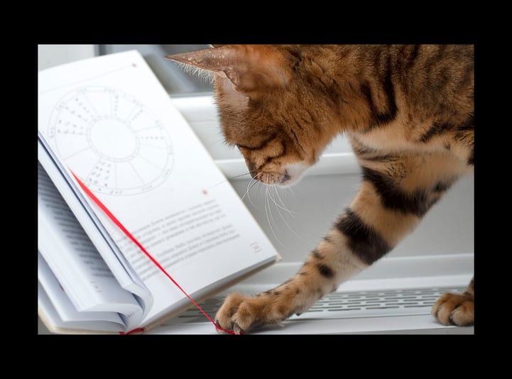 Animal Influencers That Out-Earn Most Humans